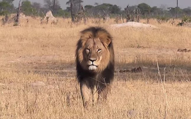Cecil_the_lion_in__3388298b1